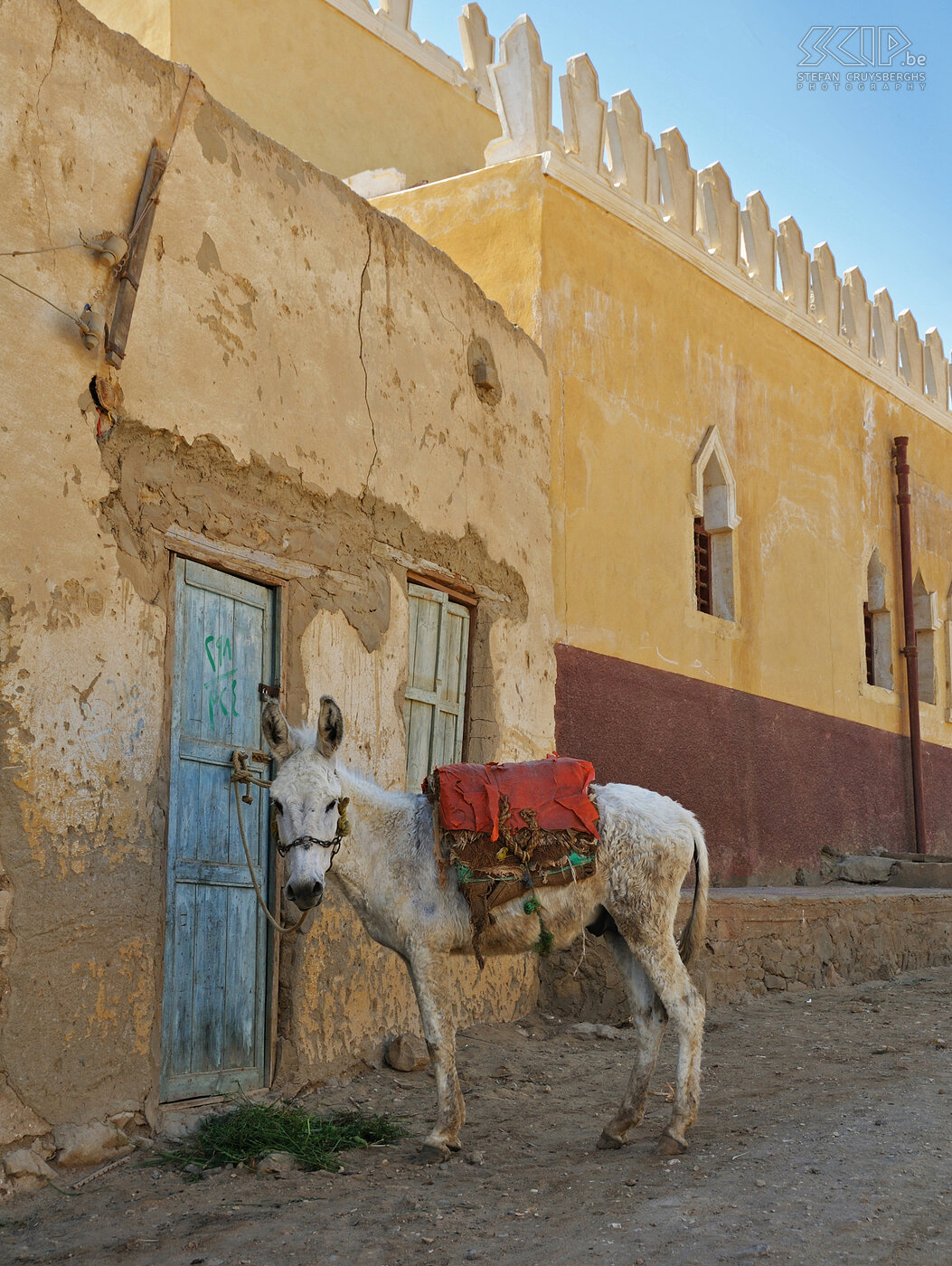 Bawiti - Ezel Een ezel in Bawiti, een klein stadje in de Bahariya oase in de Westelijke Woestijn van Egypte. Stefan Cruysberghs